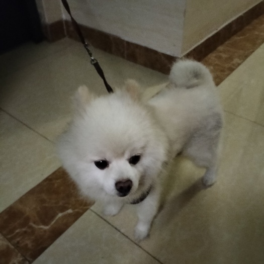 太仓市博美犬成犬出售