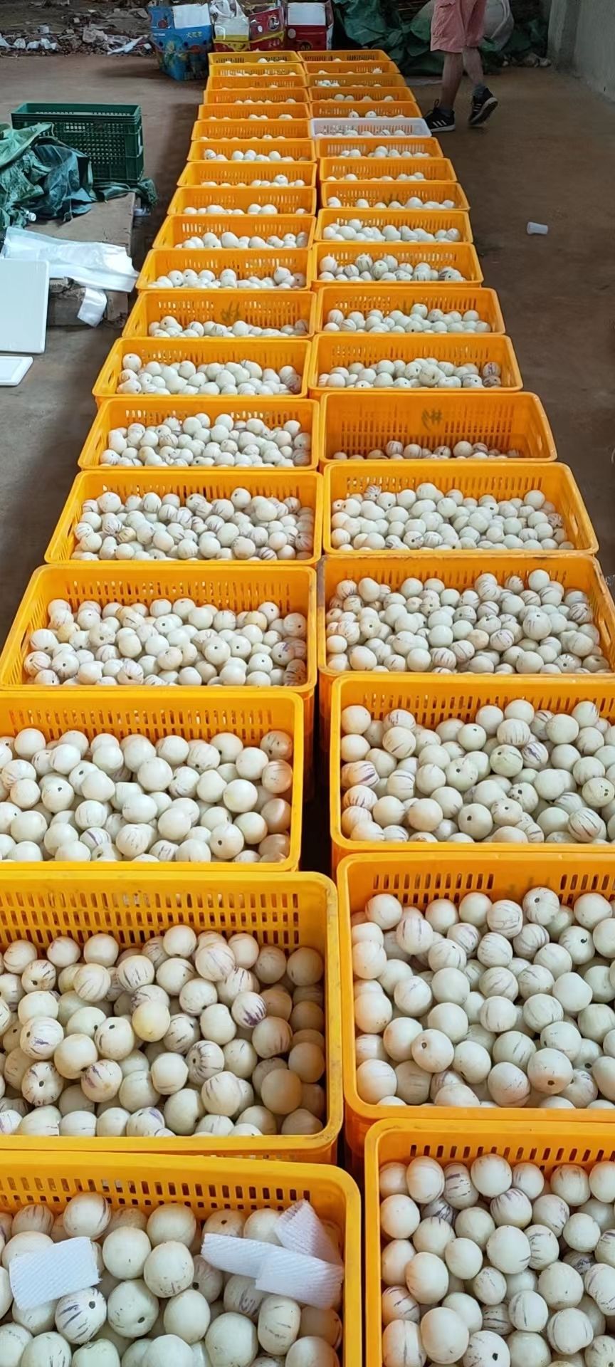 云南人参果大量上市了，主产区收货