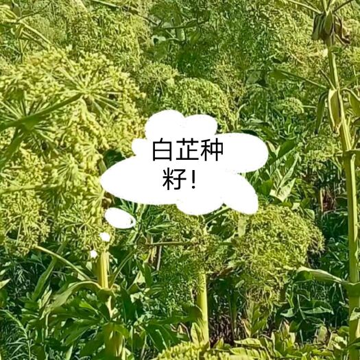 亳州特级白芷种苗