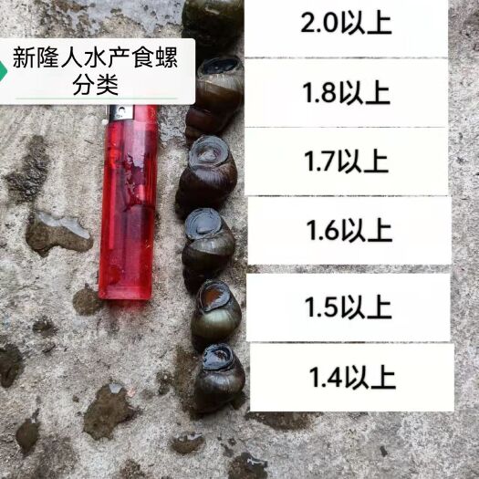 监利市11月13号，养殖石螺(各种规格下单点）