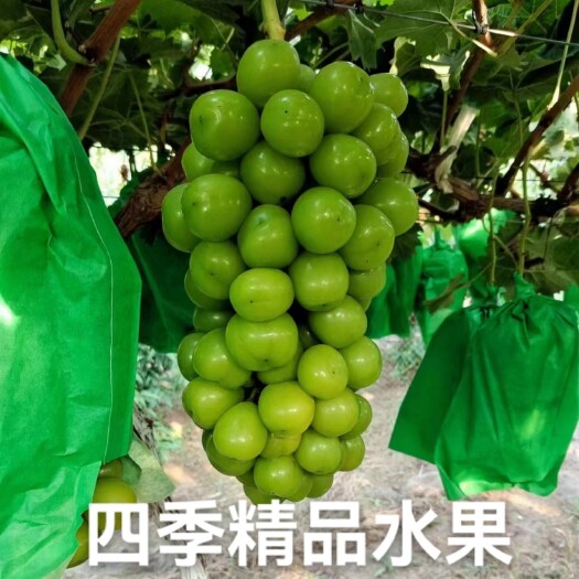 大荔县陕西精品阳光玫瑰葡萄，大量现货供应！质量保证！