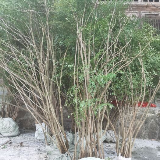 思南县南天竹从林