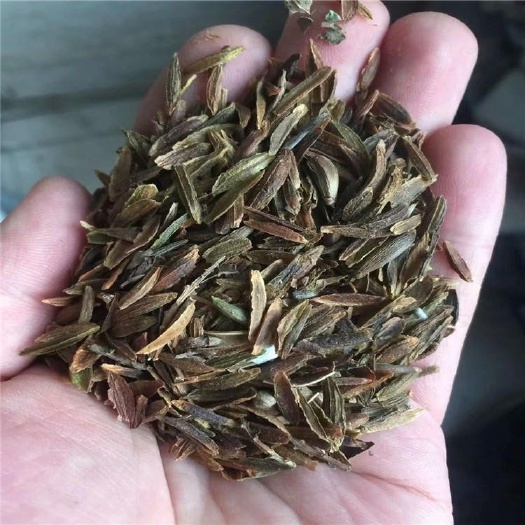 开原市红丁香种子，开原市森源苗木种子