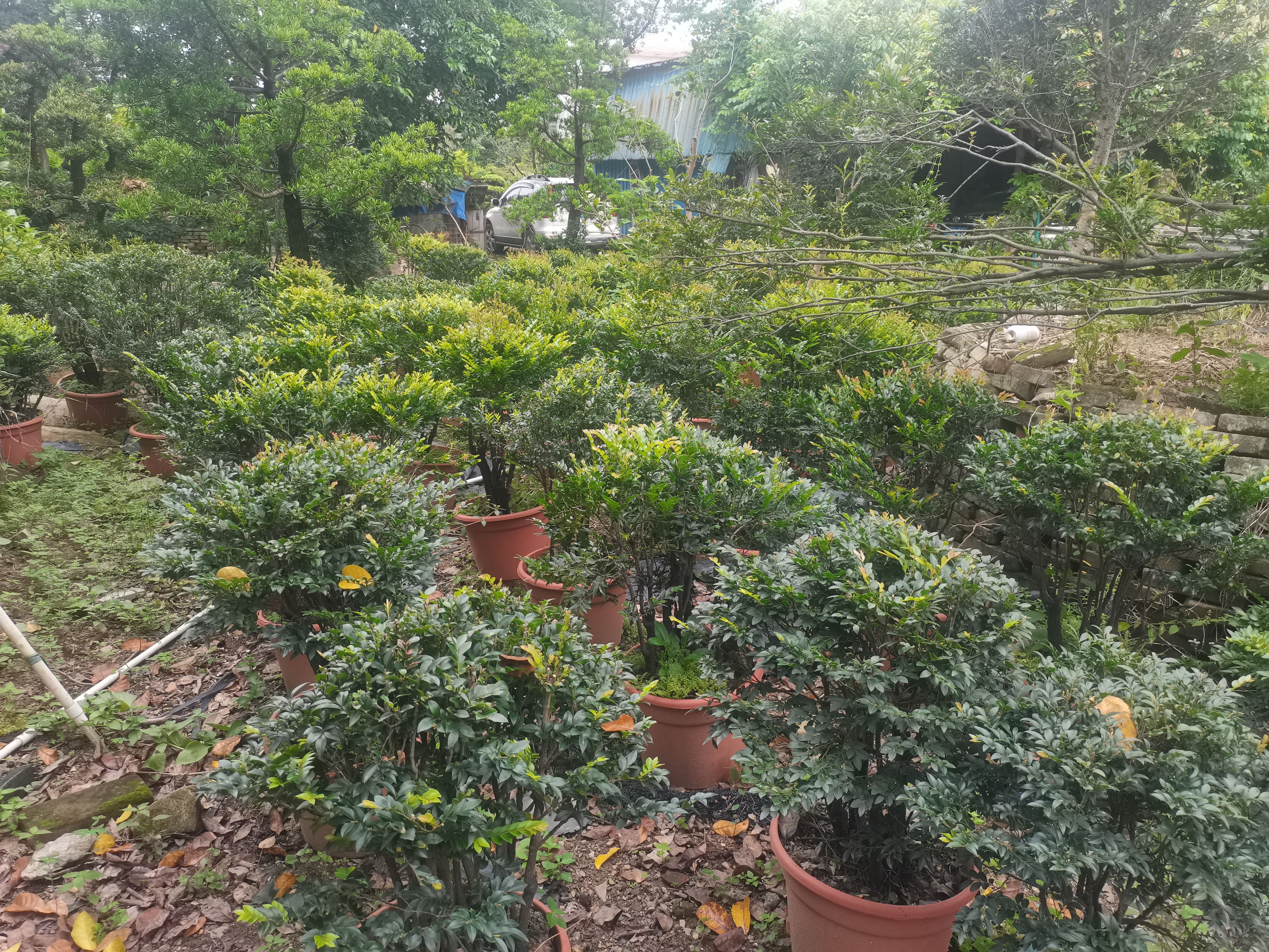 黑骨茶