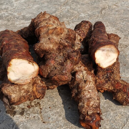 昆明傣泐原始森林②号 精品云南白肉土茯苓 产地直销产地批发