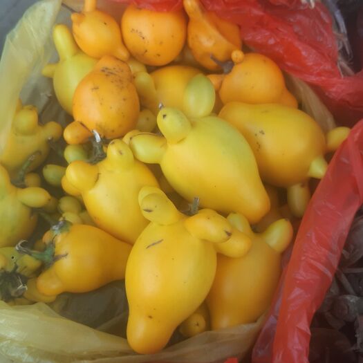 深圳水果