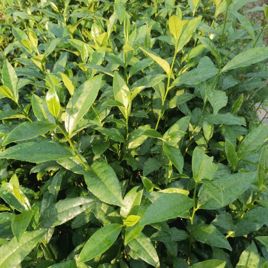 三江县六号茶叶苗