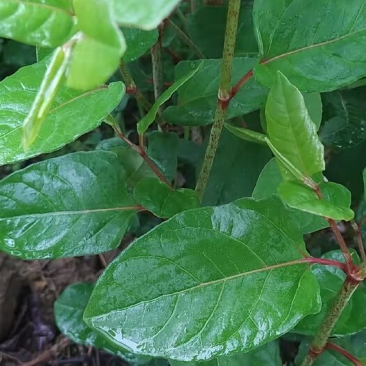 宜昌中药材虎杖种苗