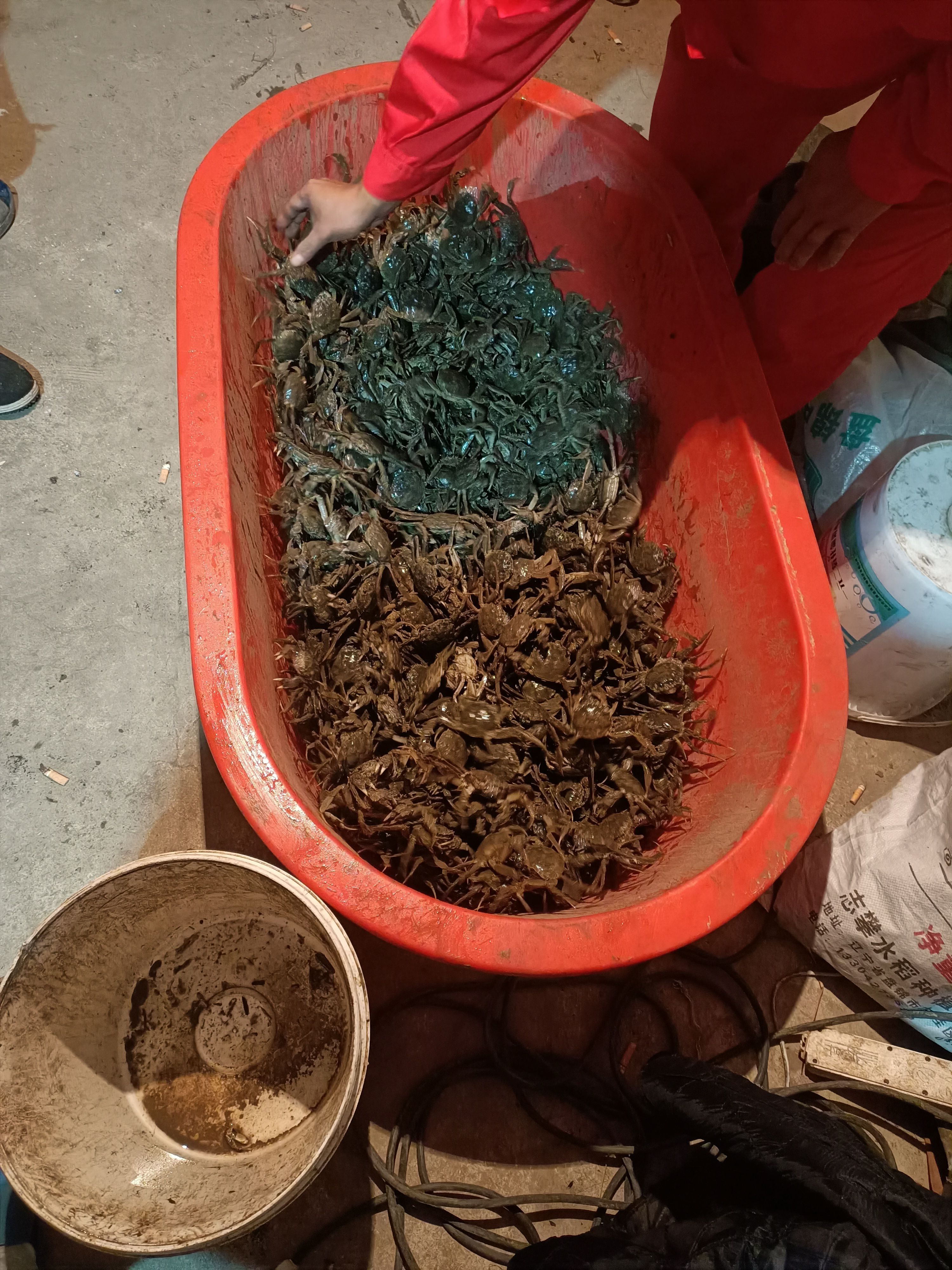 盘锦稻田蟹，保肥，一件代发，数量有限，先到先得。