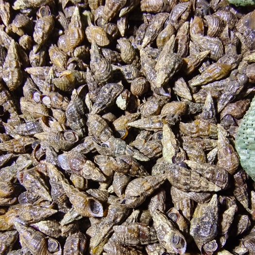 百色有老板需要纽螺吗？