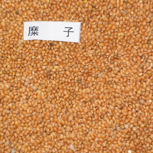 环县糜子