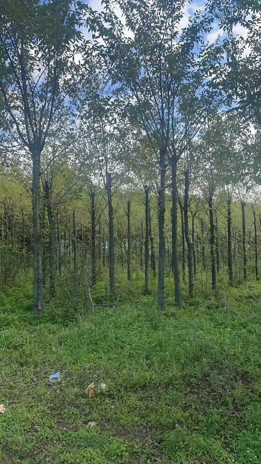 处理一批截杆发帽滇扑，10-18分，价格便宜