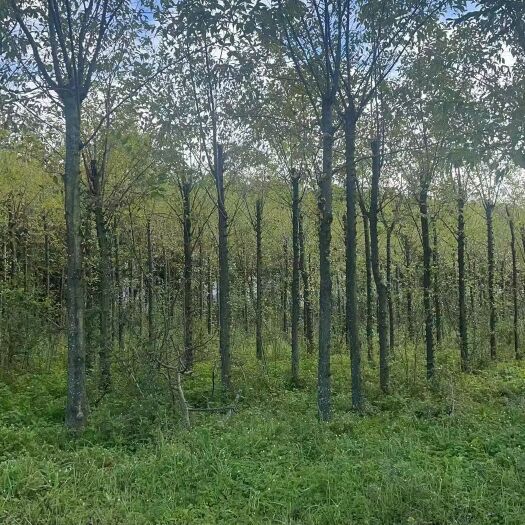 澄江市处理一批截杆发帽滇扑，10-18分，价格便宜