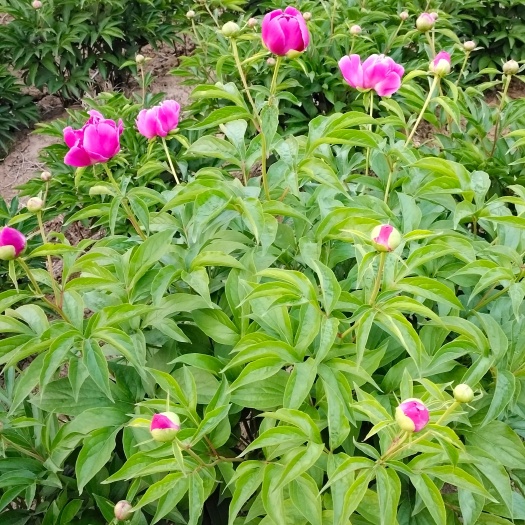 亳州南赤芍种苗
