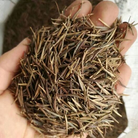 南宁广西硫华菊种子 打造花海花卉常用耐热耐旱花种护坡绿化草籽批发