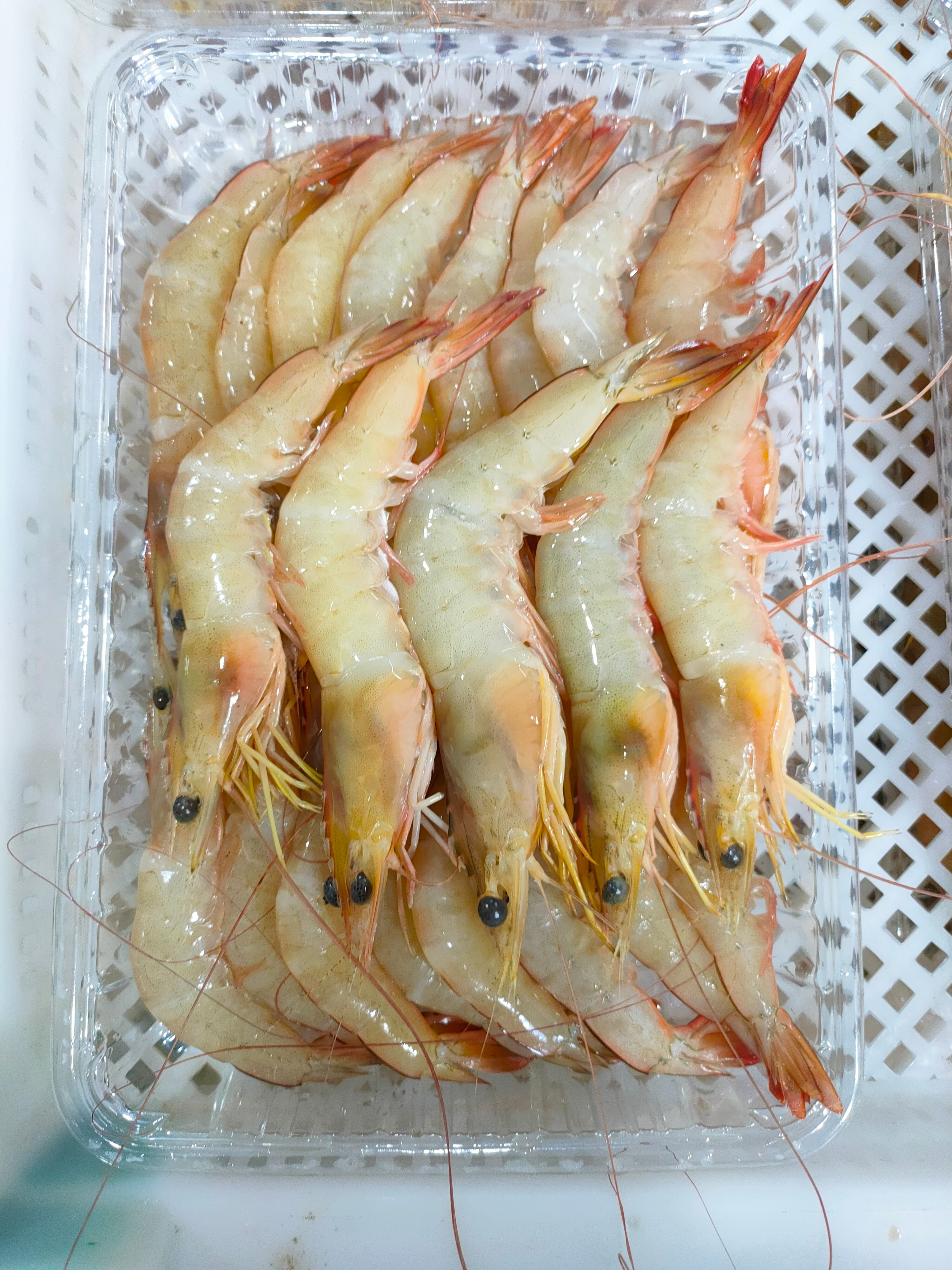 北海明虾、白虾、大对虾、天然海虾、活虾速冻一斤盒装真空
