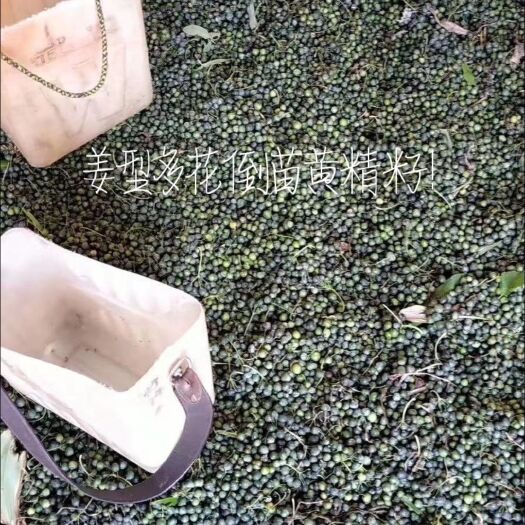 咸宁姜型多花倒苗黄精籽
