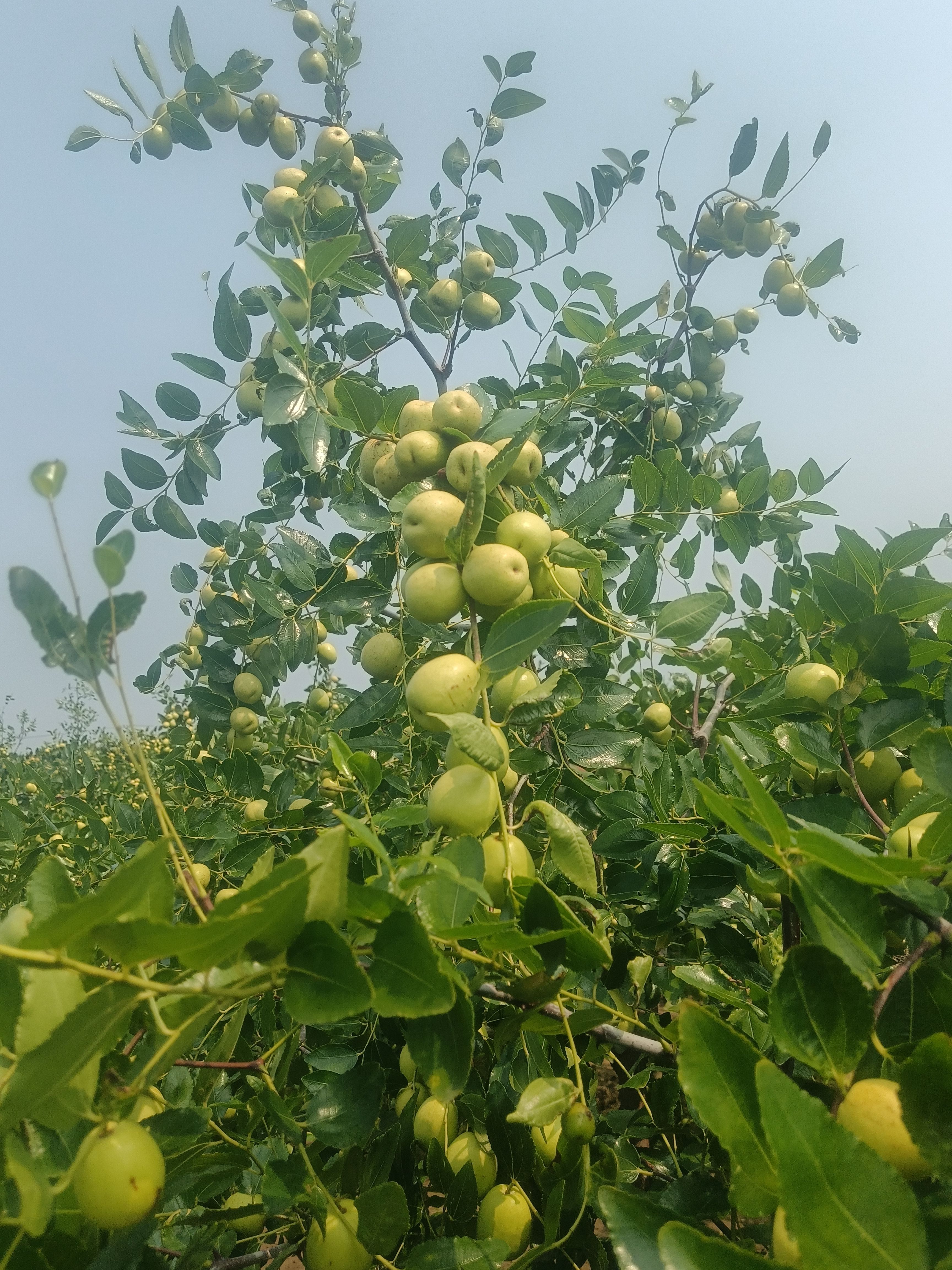 富硒梨枣