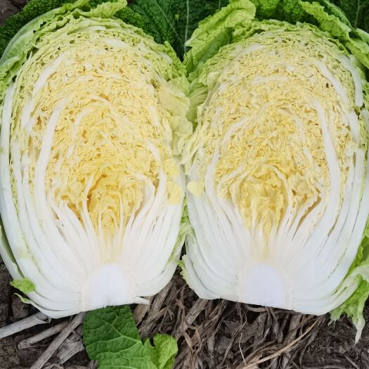 肇州县东北黄心大白菜产地肇州适合走市场菜，酸菜厂，泡菜厂5678斤