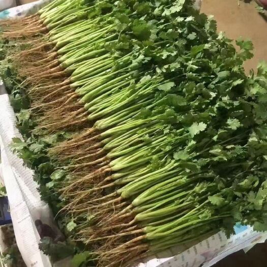 灵寿县河北省石家庄市灵寿香菜种植示范基地