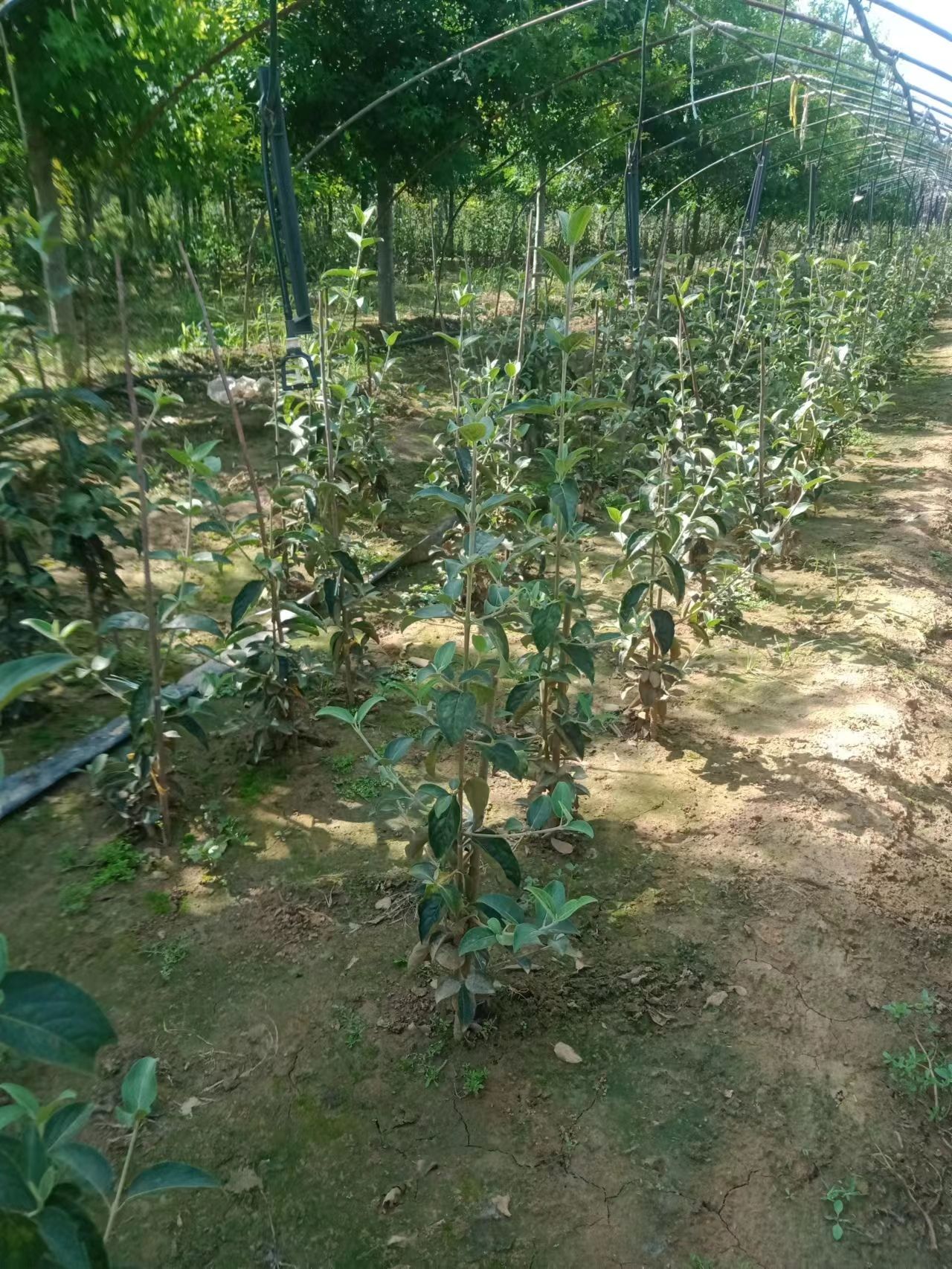 中华木绣球 斗球 绣球 大花绣球 乔木 木绣球 假一赔十