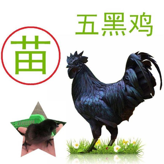 南宁乌骨鸡苗  五黑绿蛋壳鸡苗，乌骨黑肉鸡苗，诚信经营，货真价实