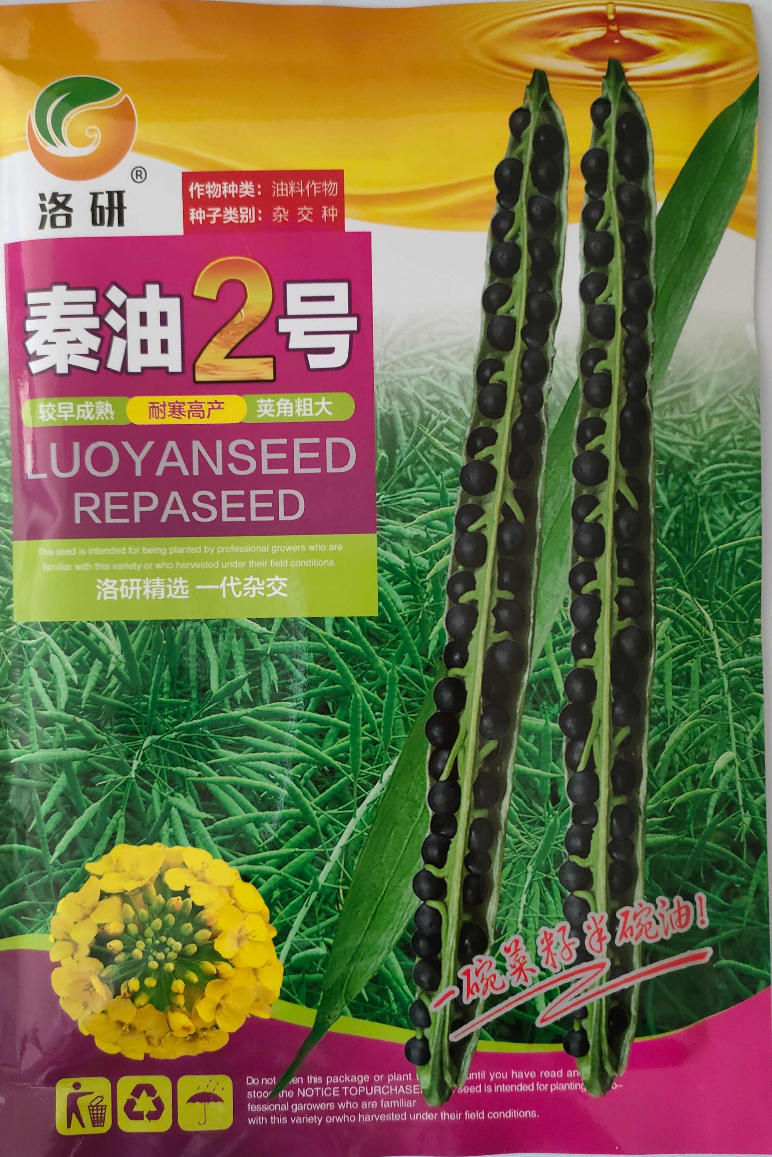 郑州中早熟油菜种子秦油2号黑籽粒，产量高，适合黄淮区和长江流域