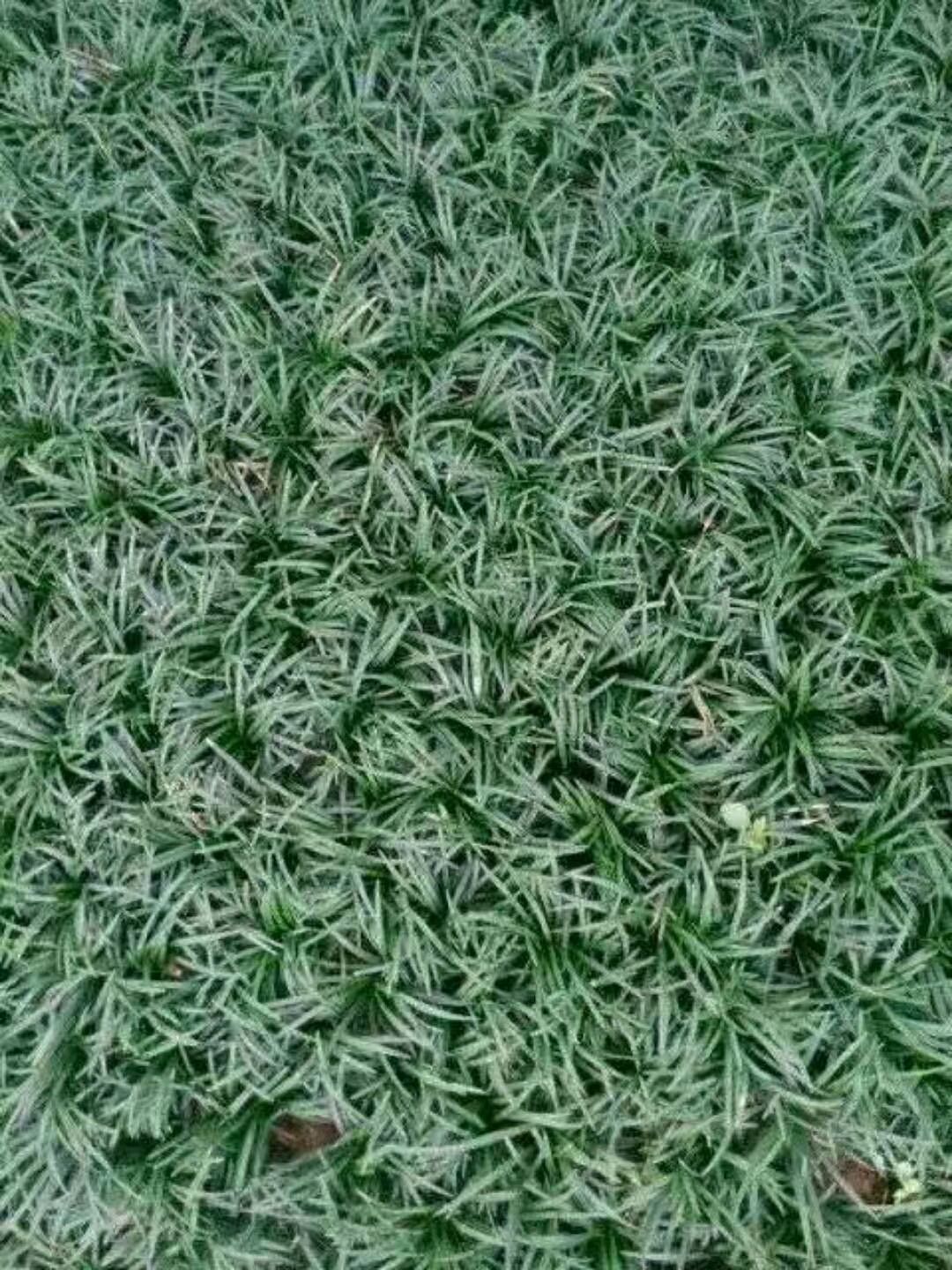 玉龙草矮麦冬基地批发