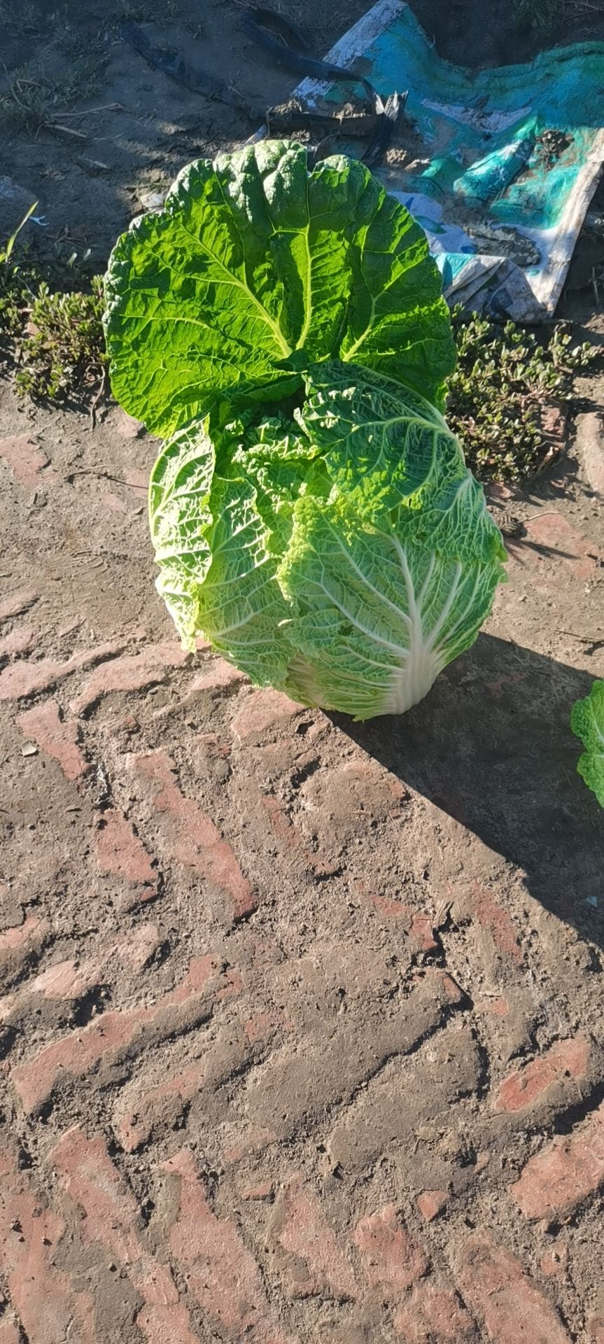 东北黄心大白菜产地肇州适合走市场菜，酸菜厂，泡菜厂5678斤