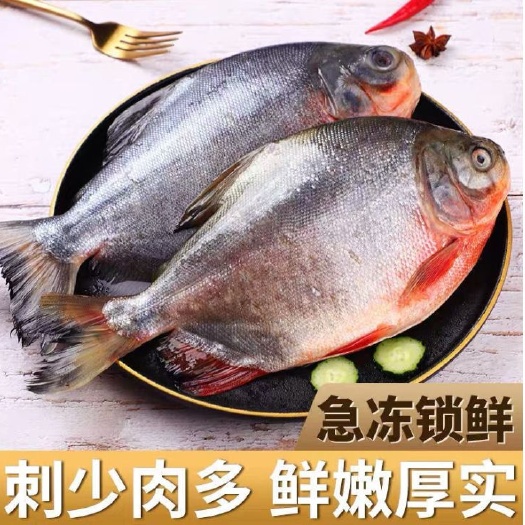 湛江红鲳鱼鲳鱼肉质新鲜淡水红鲳鱼，适合出口和超市