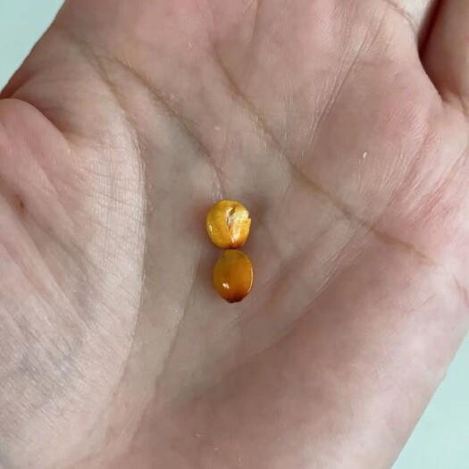 承德山枣酸枣