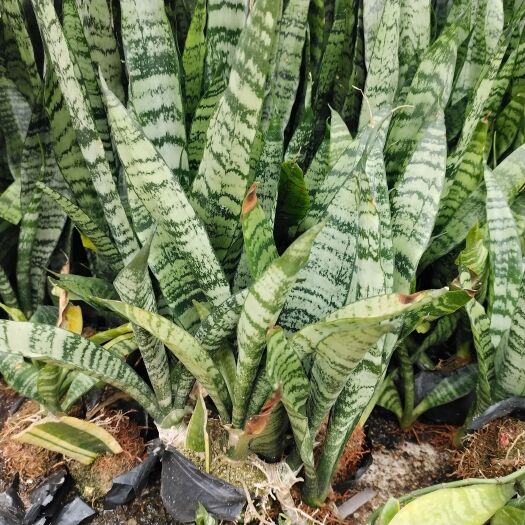 玉林虎尾兰20-40cm两年苗室内书房植物容易种植包邮