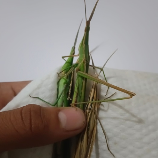 郓城县纯中华剑角蝗，价格可谈
