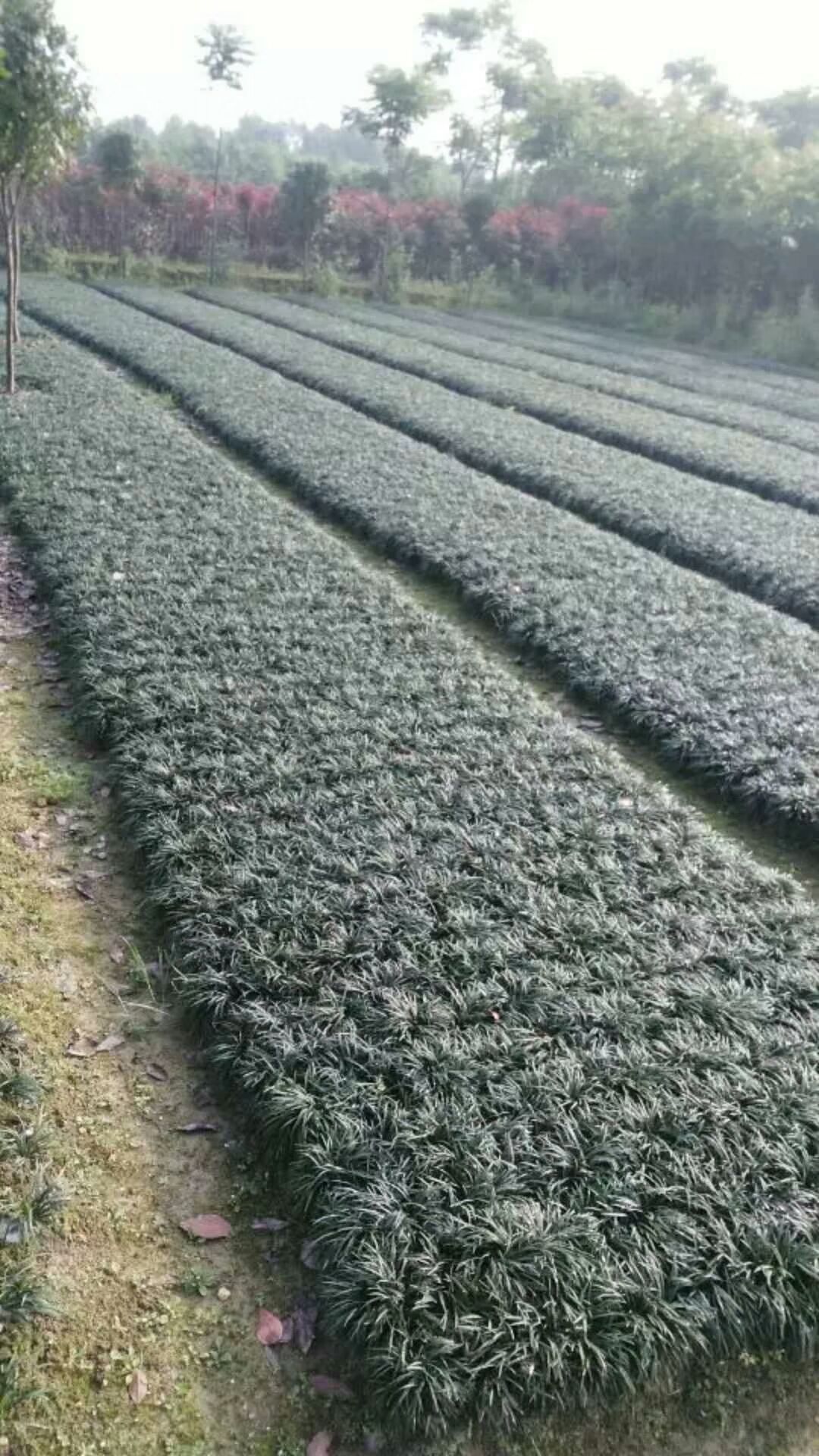 玉龙草矮麦冬基地批发