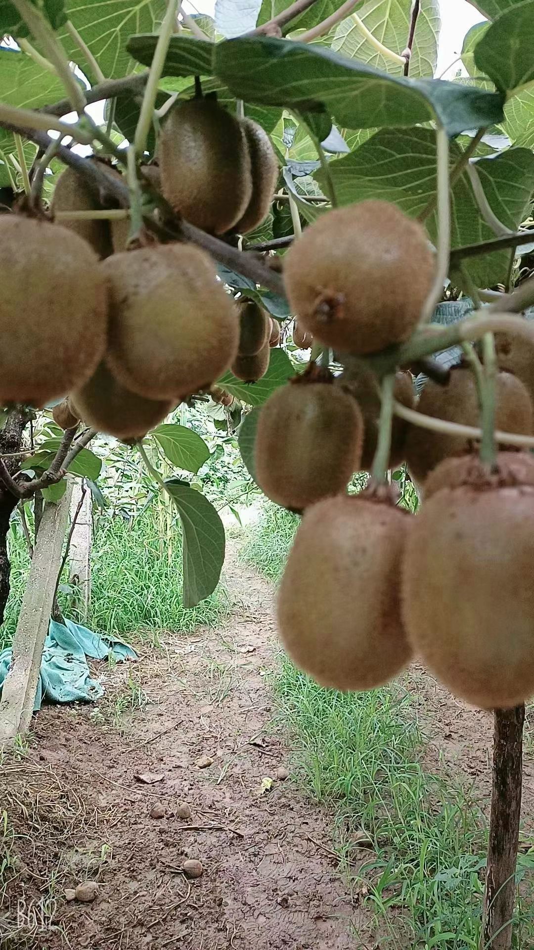 中国猕猴桃之乡，眉县徐香猕猴桃，酸甜刚刚好