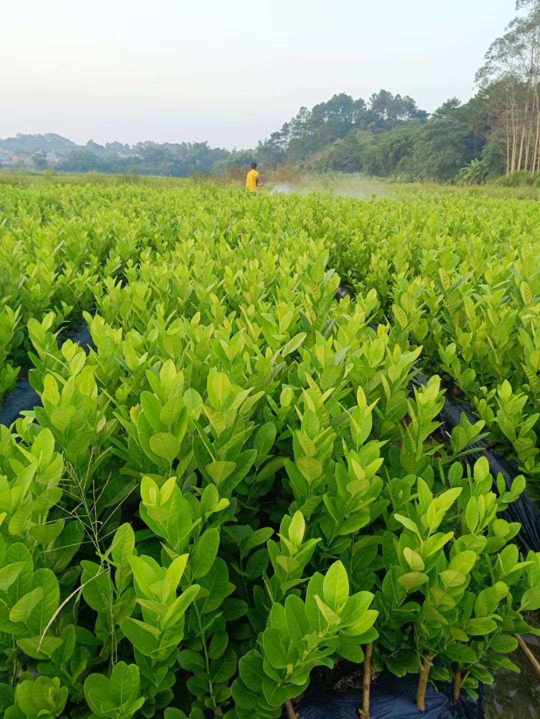 广东香水无籽柠檬扦插苗