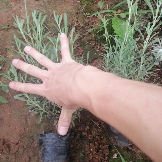 宜良县小袋薰衣草，高20以上，量多苗好，价格实惠，有需要的老板欢迎