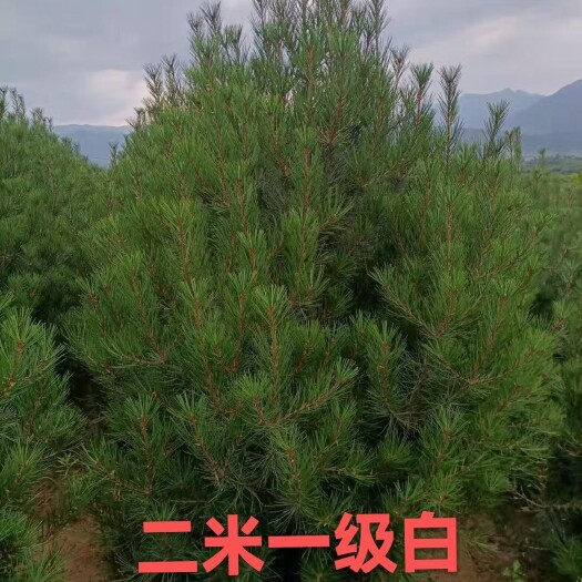 蓝田县白皮松，西安白皮松，蓝田白皮松