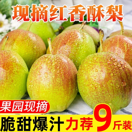 头茬红香酥梨10斤新鲜水果当季香梨一整箱酥梨应季特产梨子包邮