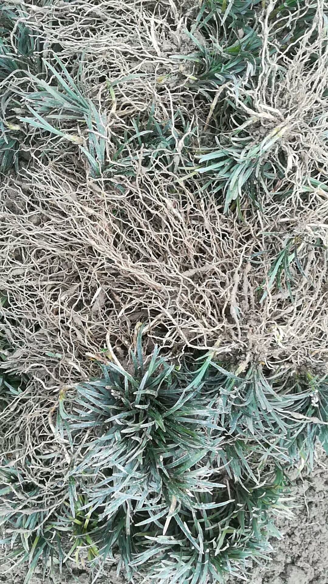 玉龙草矮麦冬基地批发
