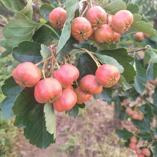 平邑县大棉球山楂
