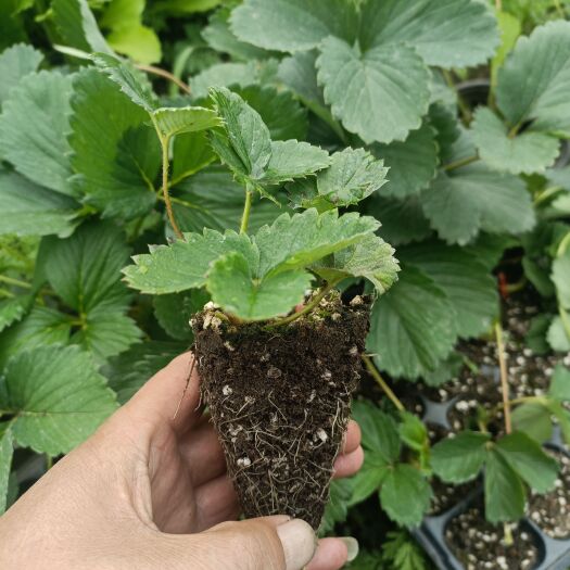 围场县高寒红颜草莓基质苗