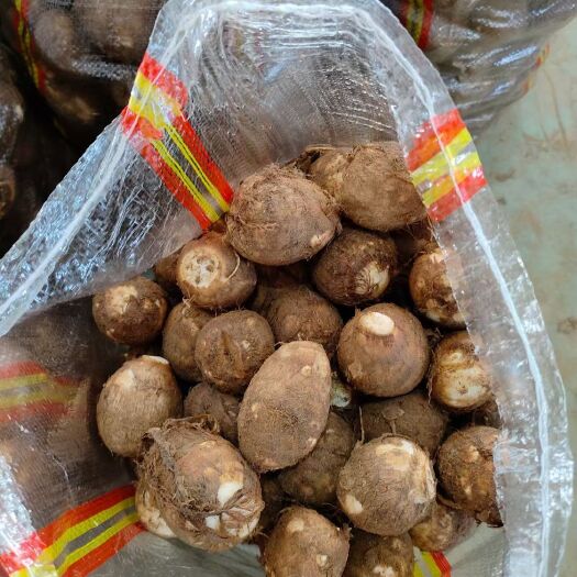 莒县山东芋头大量上市，各种优质芋头批发供应