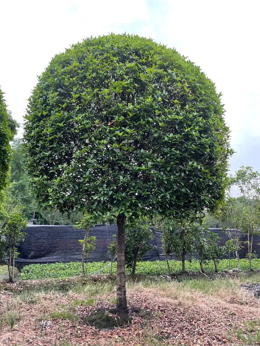 桂花树，出售10一18公分高杆桂花树，分枝1.8米，海量供应