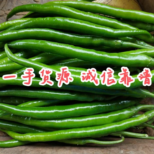 雷州市【一手货源】湛江青线椒，三号八号线椒产地现摘现发，全国接单