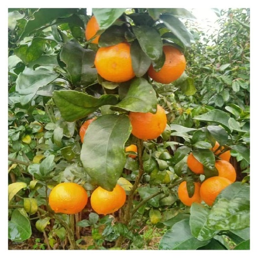 百色金秋沙糖桔，沙糖桔，蜜橘，脐橙，沃柑，皇帝柑，皇金桔，柑类的
