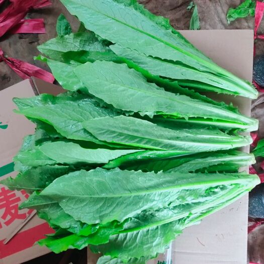 邯郸油麦菜 精品油麦