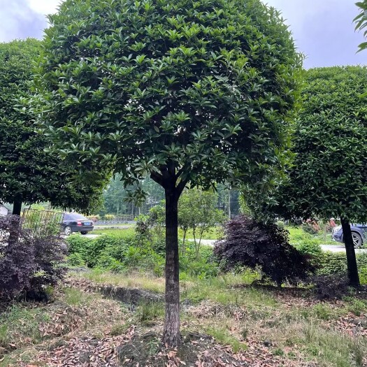 桂花树，出售10一18公分高杆桂花树，分枝1.8米，海量供应
