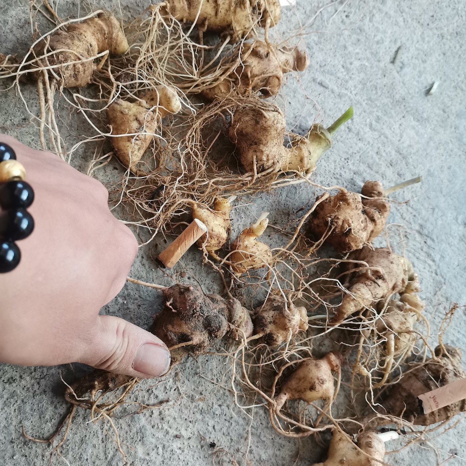 昆明竹节参