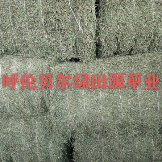 鄂温克旗全绿苜蓿草